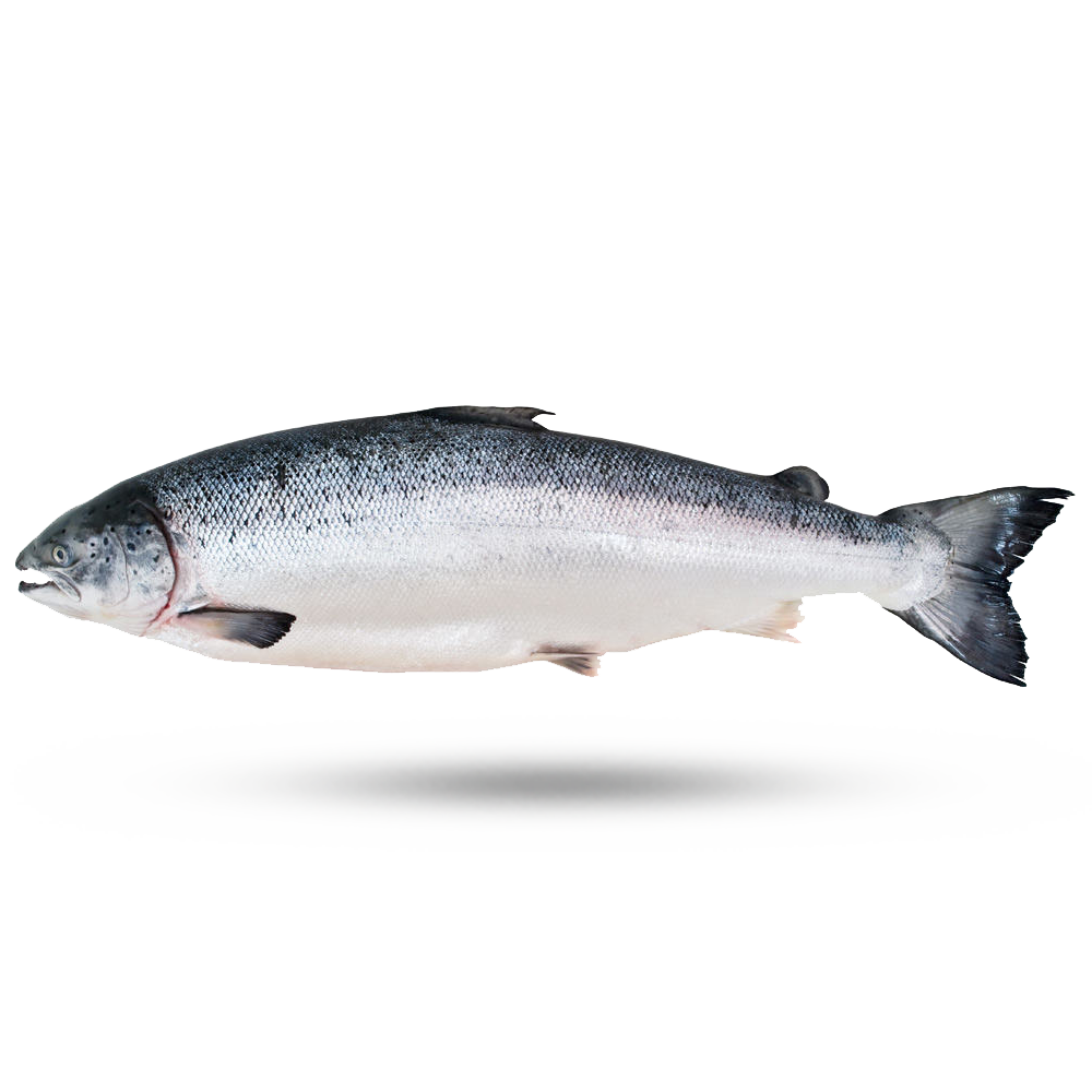 New Zealand fresh King Salmon (Filleted, deboned, skin on) - each piece(Fresh)